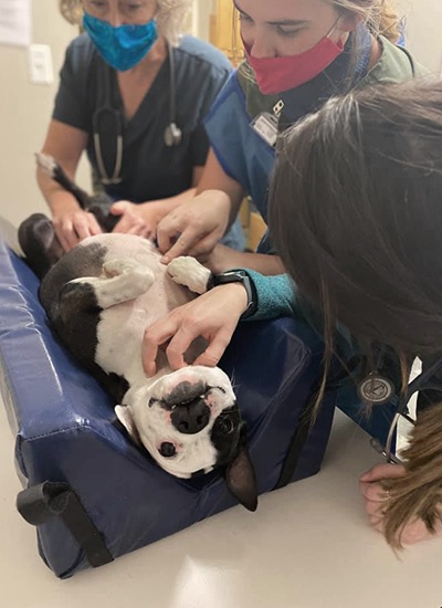 A dog laying on a protective mat getting examined