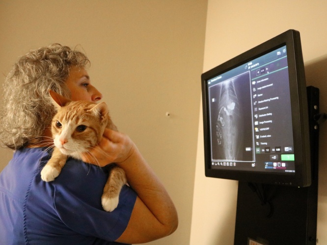 Veterinarian with cat, reviewing X-ray.