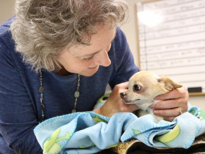 Chihuahua stares at woman holding it