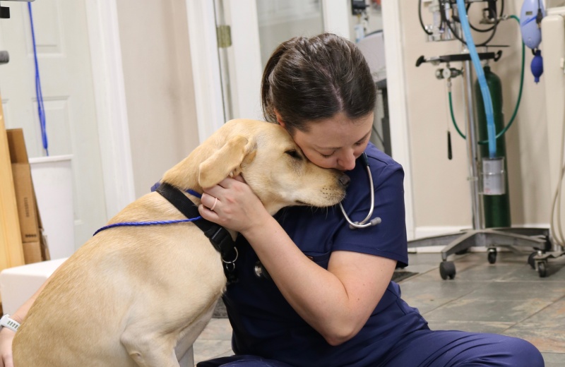 Vet with Labrador, stethoscope visible