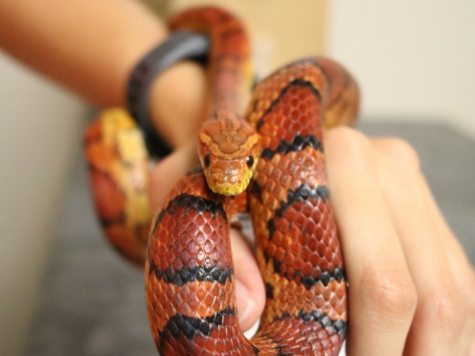 Orange snake with black markings.