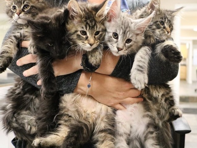 Person embracing a handful of kittens