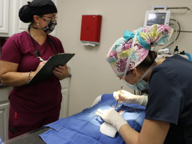 Veterinarian performing surgery; colleague records.
