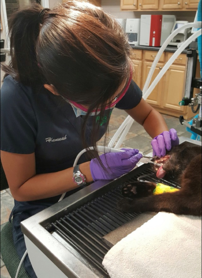 Cat having teeth cleaned.