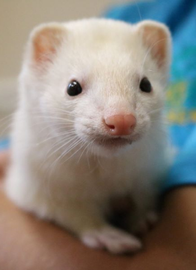 Cute albino ferret looking forward