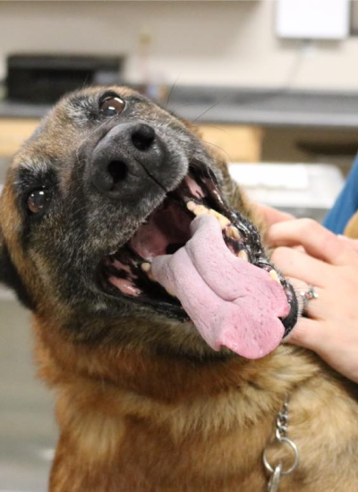 Dog's mouth open, examined by human