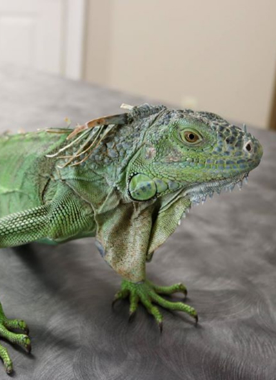 Green iguana on gray surface