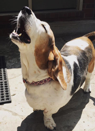The dog is barking with joy