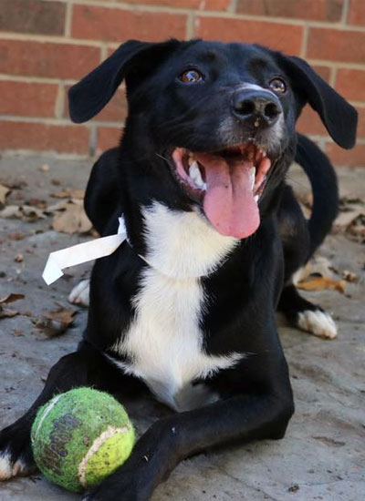 Black and white dog sitting and grabbing the ball