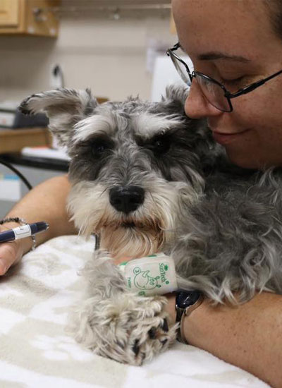 Black and white fluffy with the vet on table