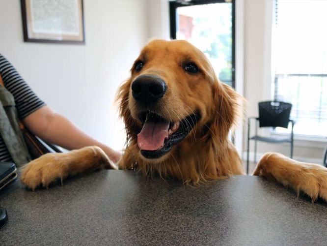 Happy golden retriever