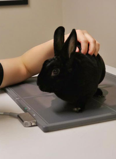 Cute black rabbit caring by the vet