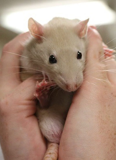 Cute rat playing in the hand
