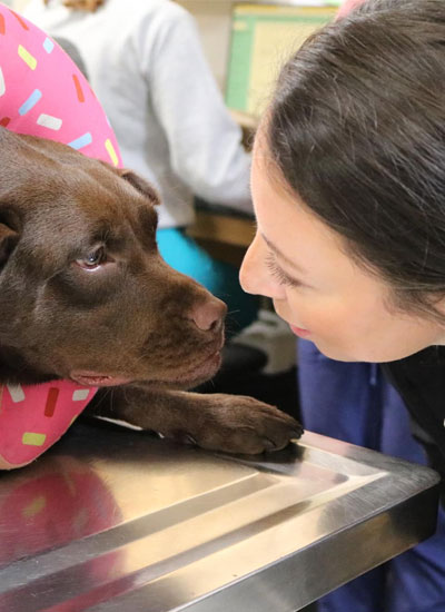 Owner went to the clinic to chek her dog