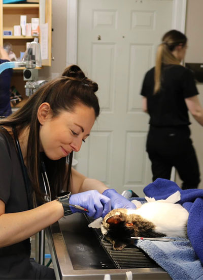 Cat under the surgery