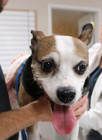 Dog in clinic getting treated and cared