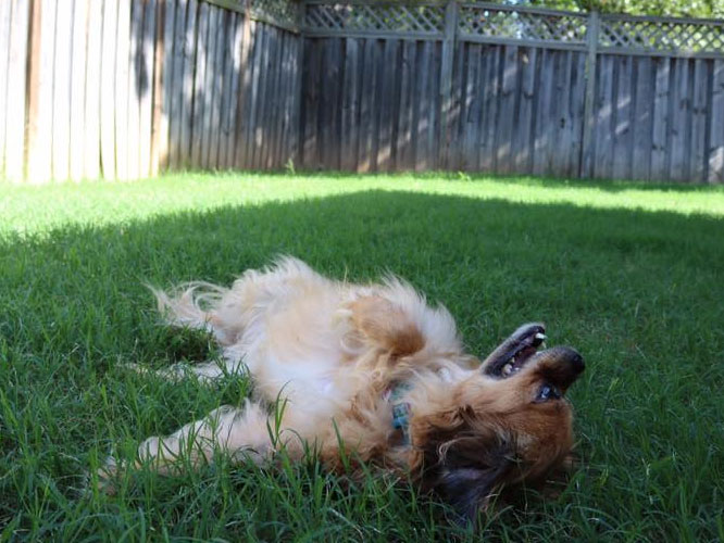 Dog lying and feeling the environment on the ground