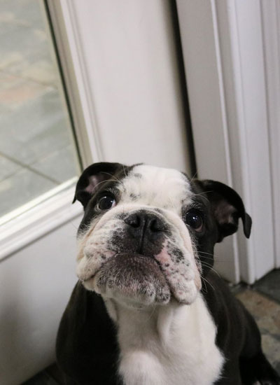 Black and white dog looking to the camera