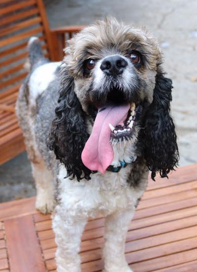 Gray dog with long tongue 
