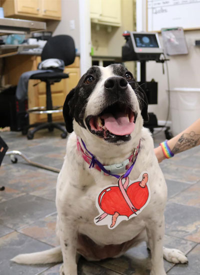 Big healthy dog sitting with happiness