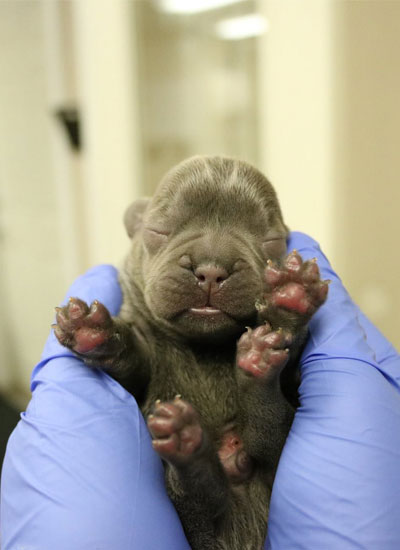 Newly born dog gabbed by the vet