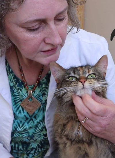 Kitty caring by the vet in the clinic