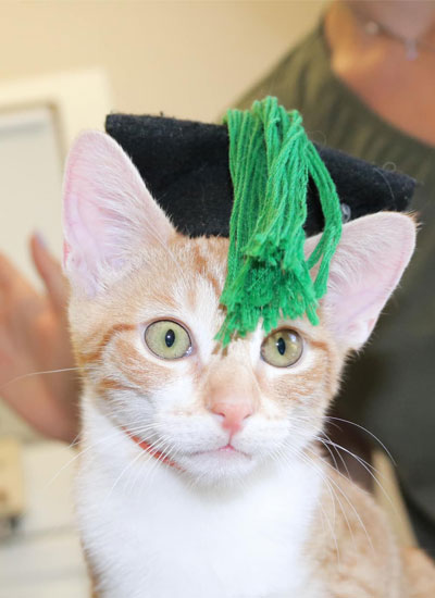 Kitty with green cloth on the head