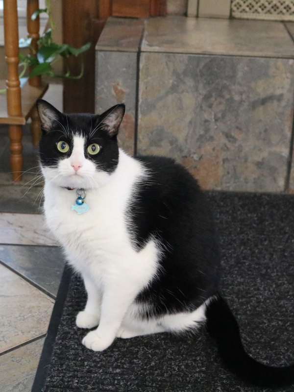 Phoebe