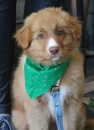 Puppy wearing green scarf