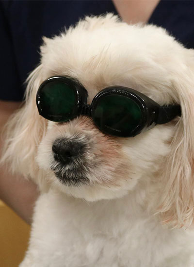 White Puppy with sunglass looking smart