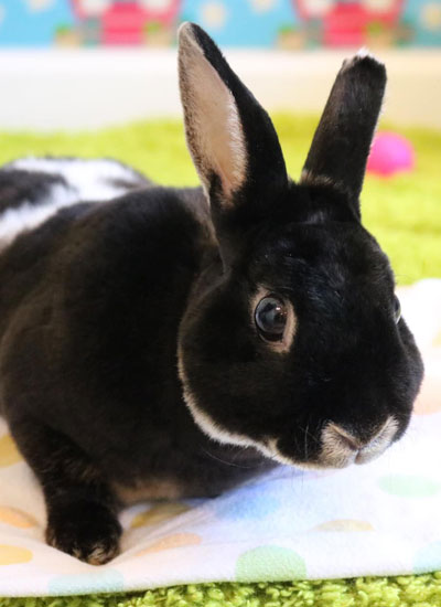 Cute black rabbit playing in the ground