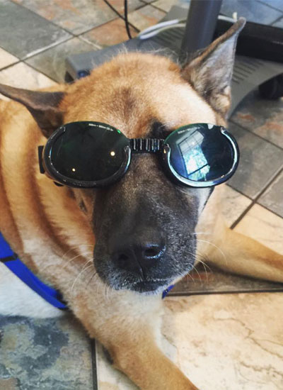 Dog sitting on the ground with sunglass