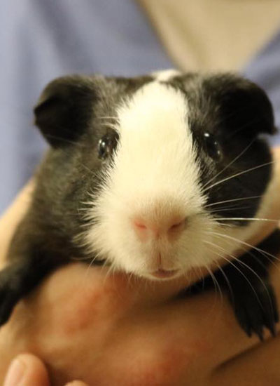 black and white guinea pig gabbed by the vet