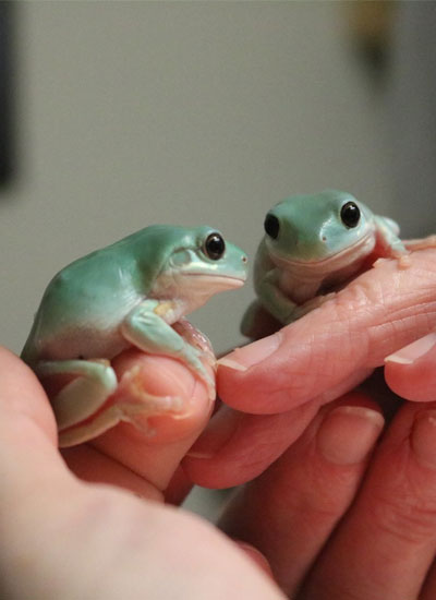 2 frogs playing on fingers