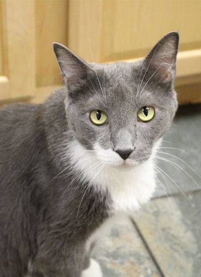 gray cat looking in front