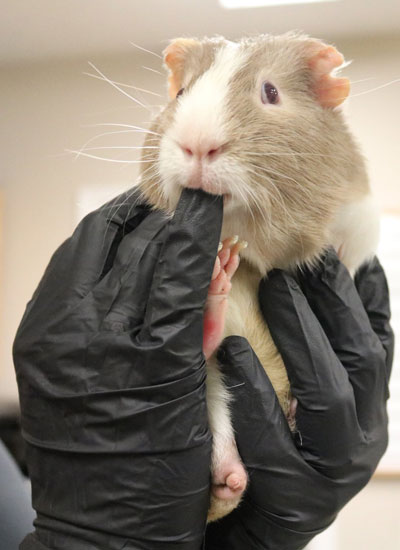 guinea pig-in hand grabbing the glove