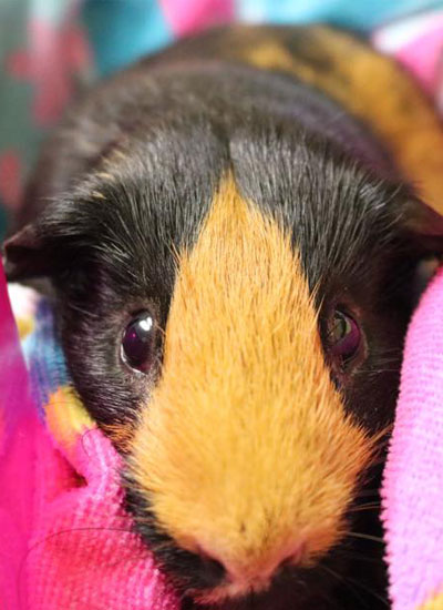 Cute brown and yellow guinea-pig